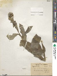 Saussurea candolleana image