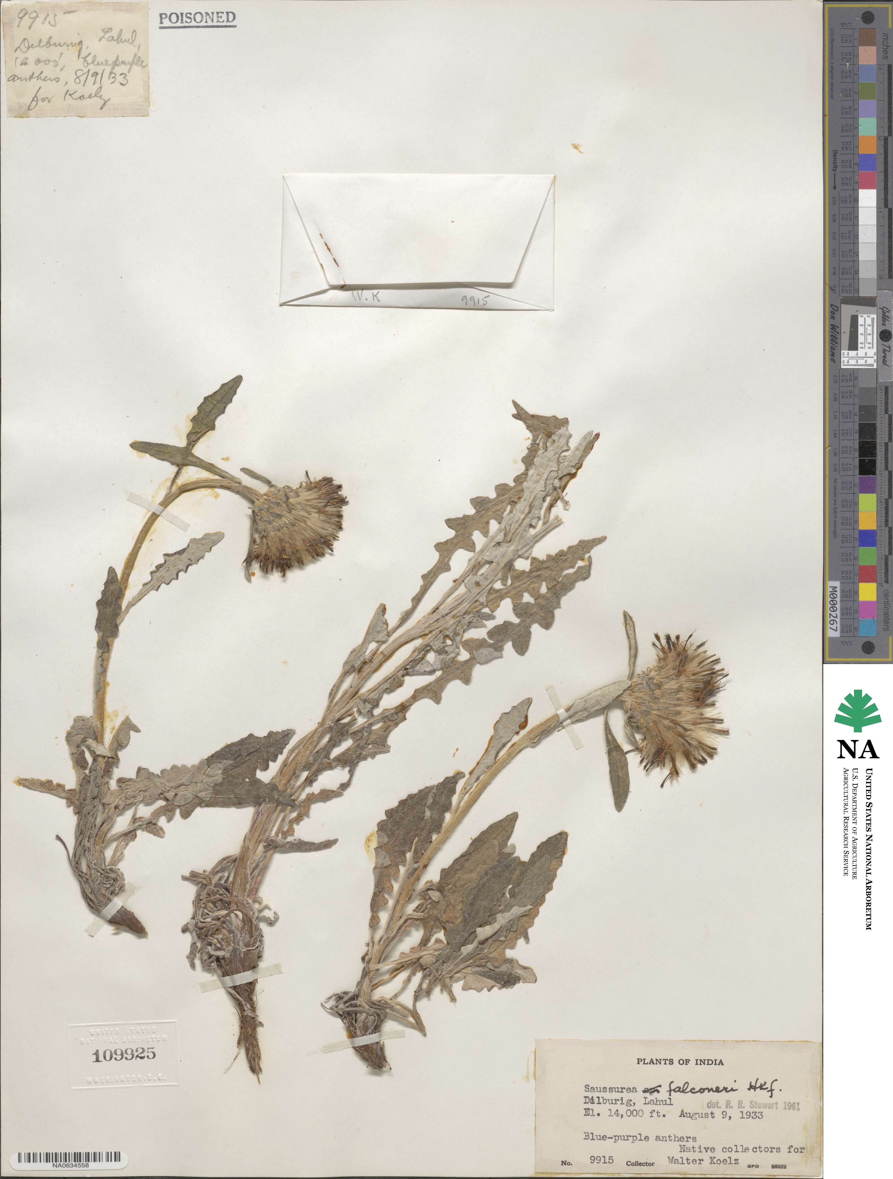 Saussurea andryaloides image