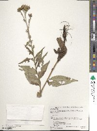 Image of Saussurea riederi