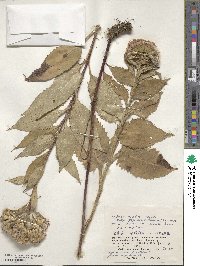 Saussurea riederi image