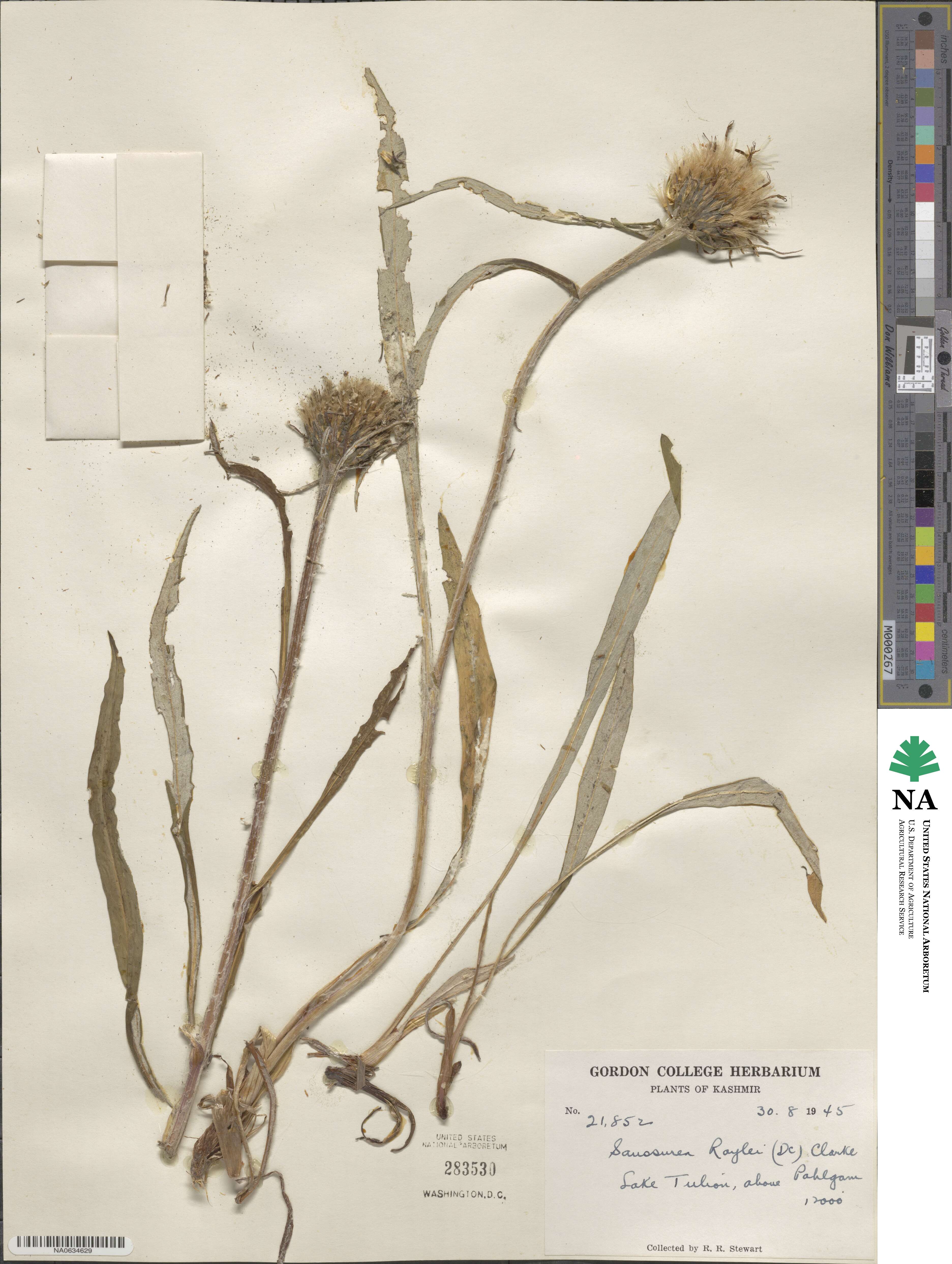 Saussurea roylei image