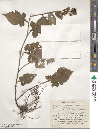 Saussurea nipponica subsp. savatieri image