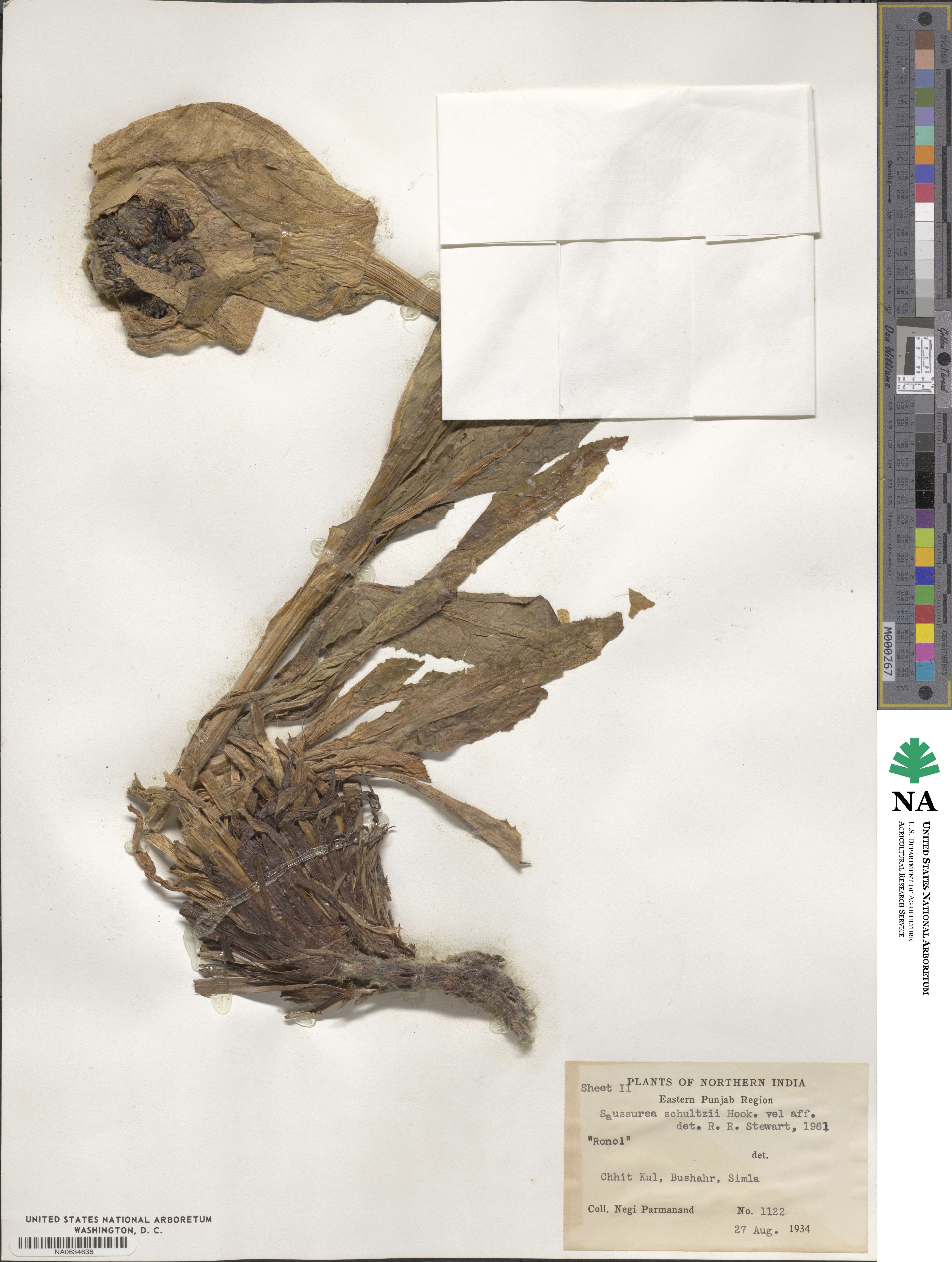 Saussurea bracteata image