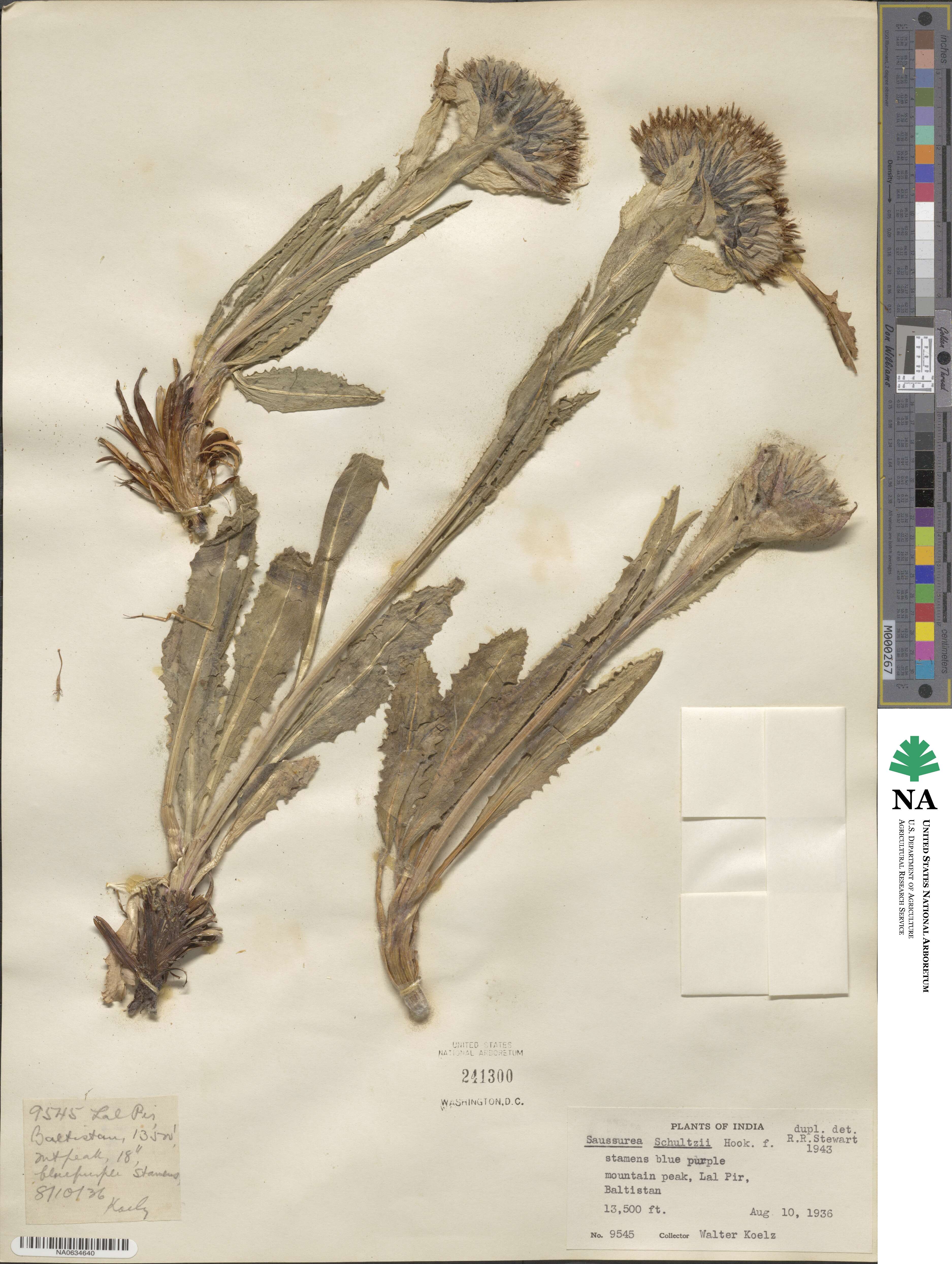 Saussurea bracteata image