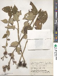 Saussurea tanakae image