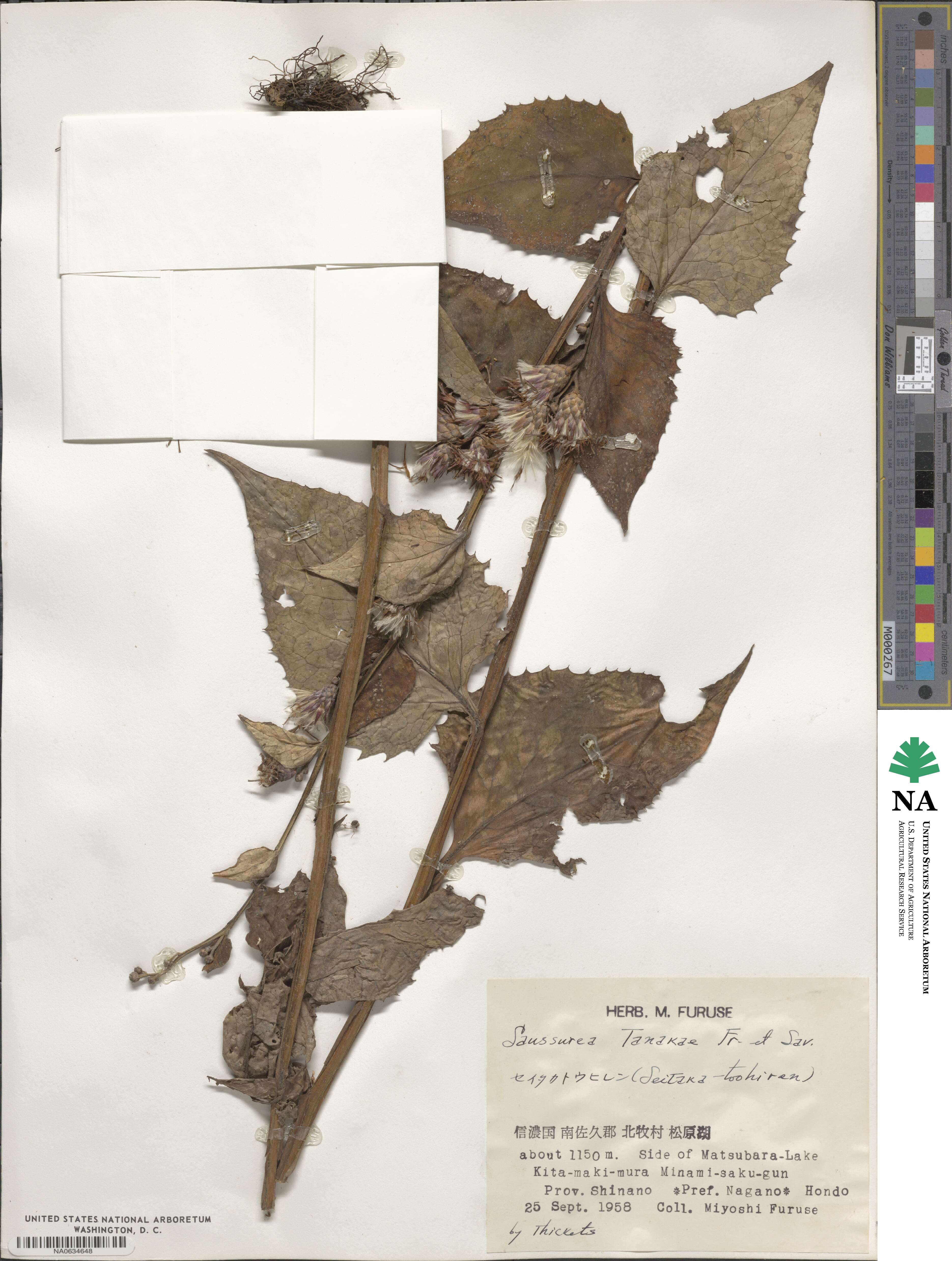 Saussurea tanakae image