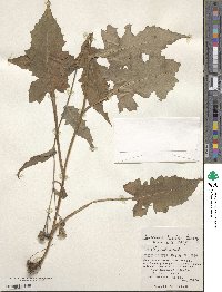 Saussurea triptera image