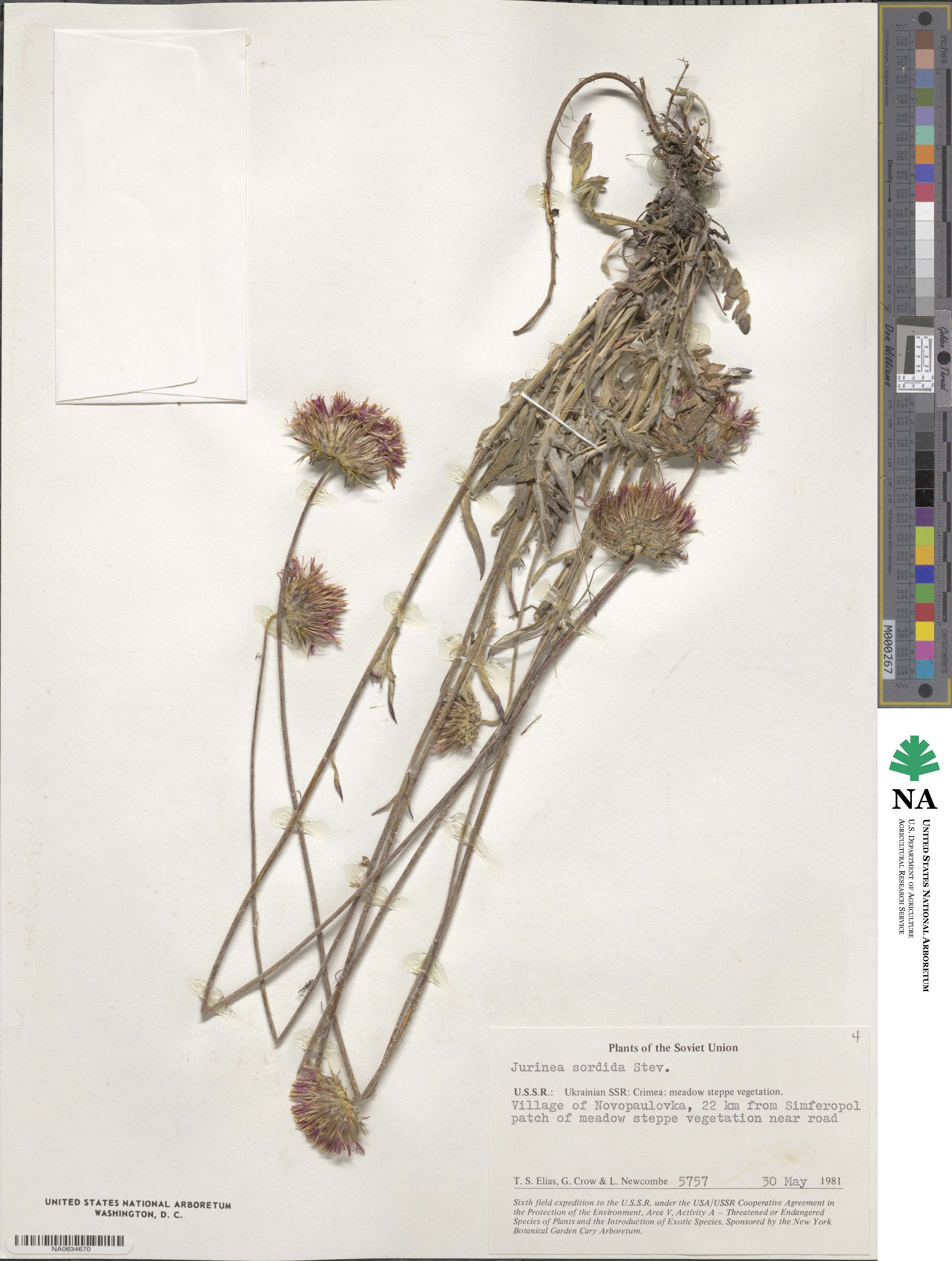 Jurinea ledebourii image