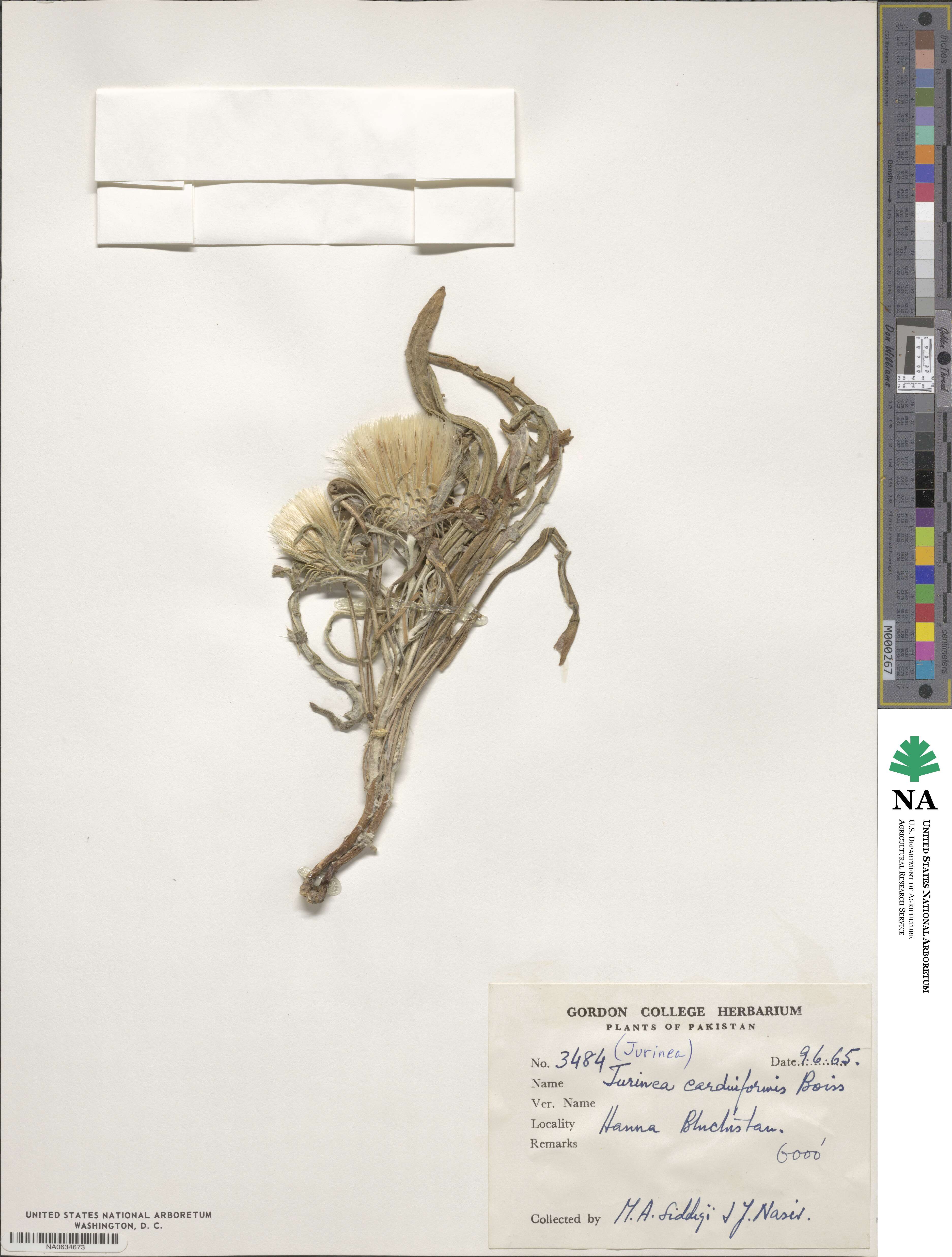 Jurinea carduiformis image