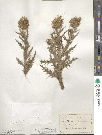 Carduus nutans image