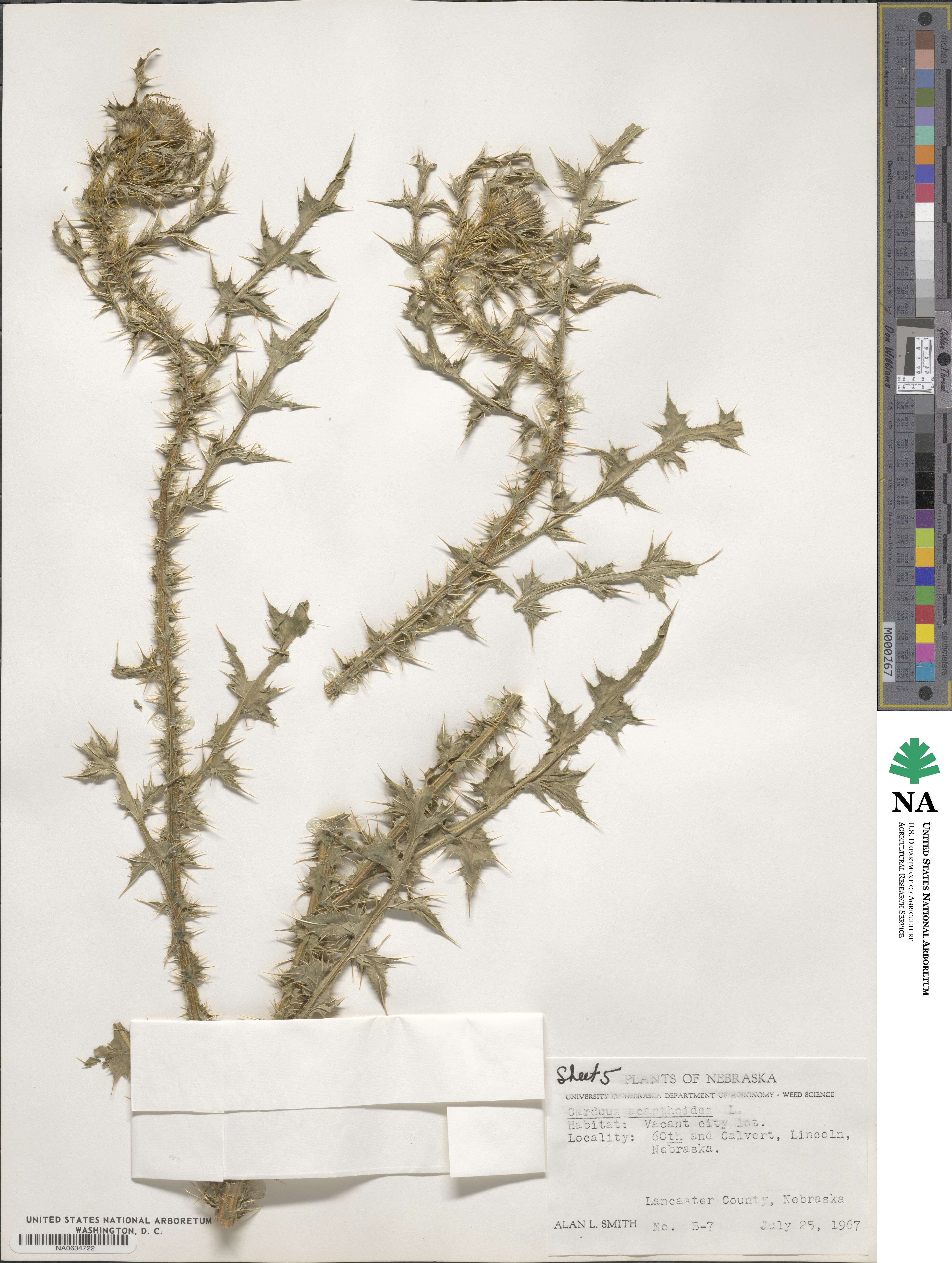 Carduus acanthoides image