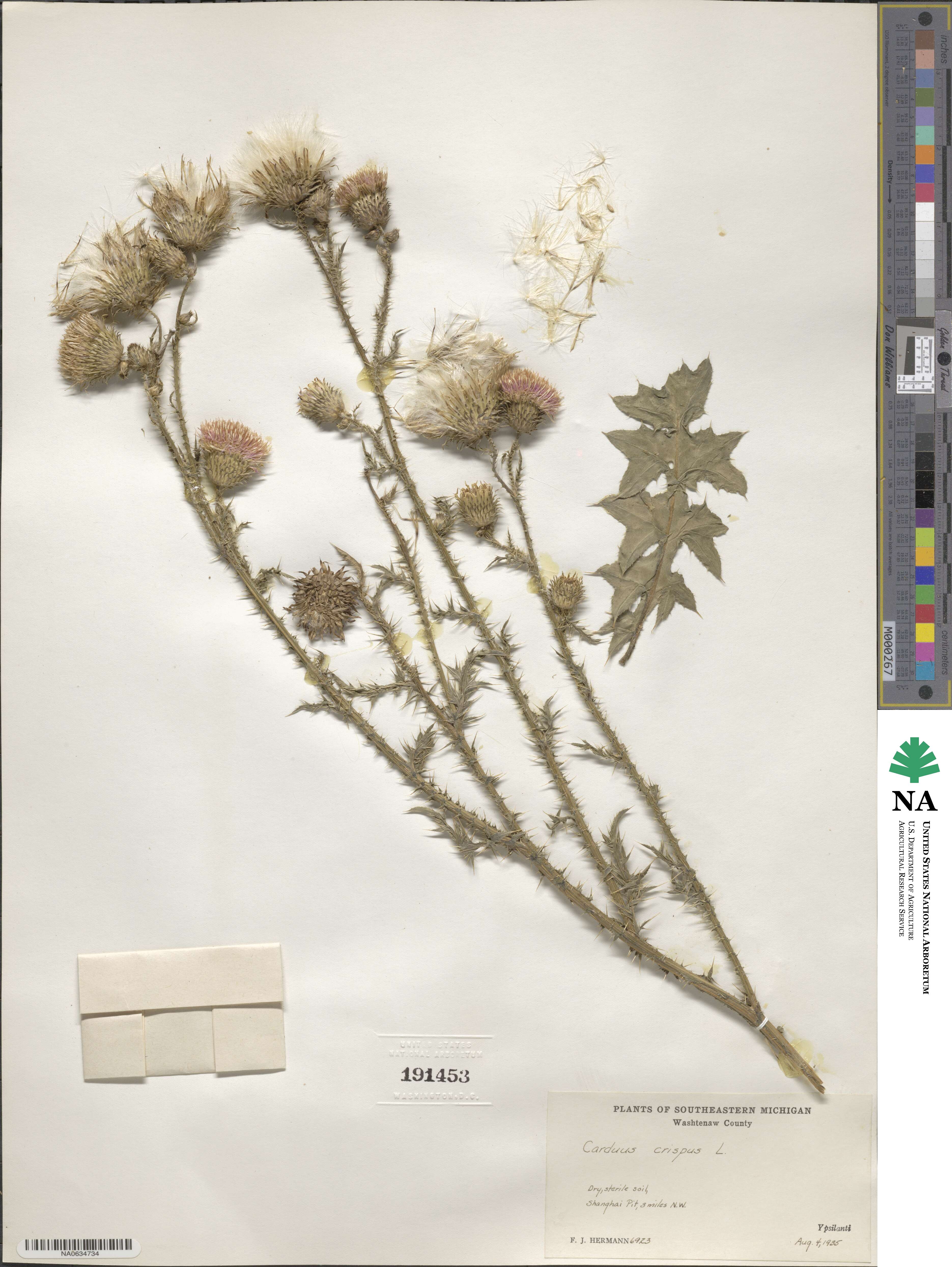 Carduus crispus image