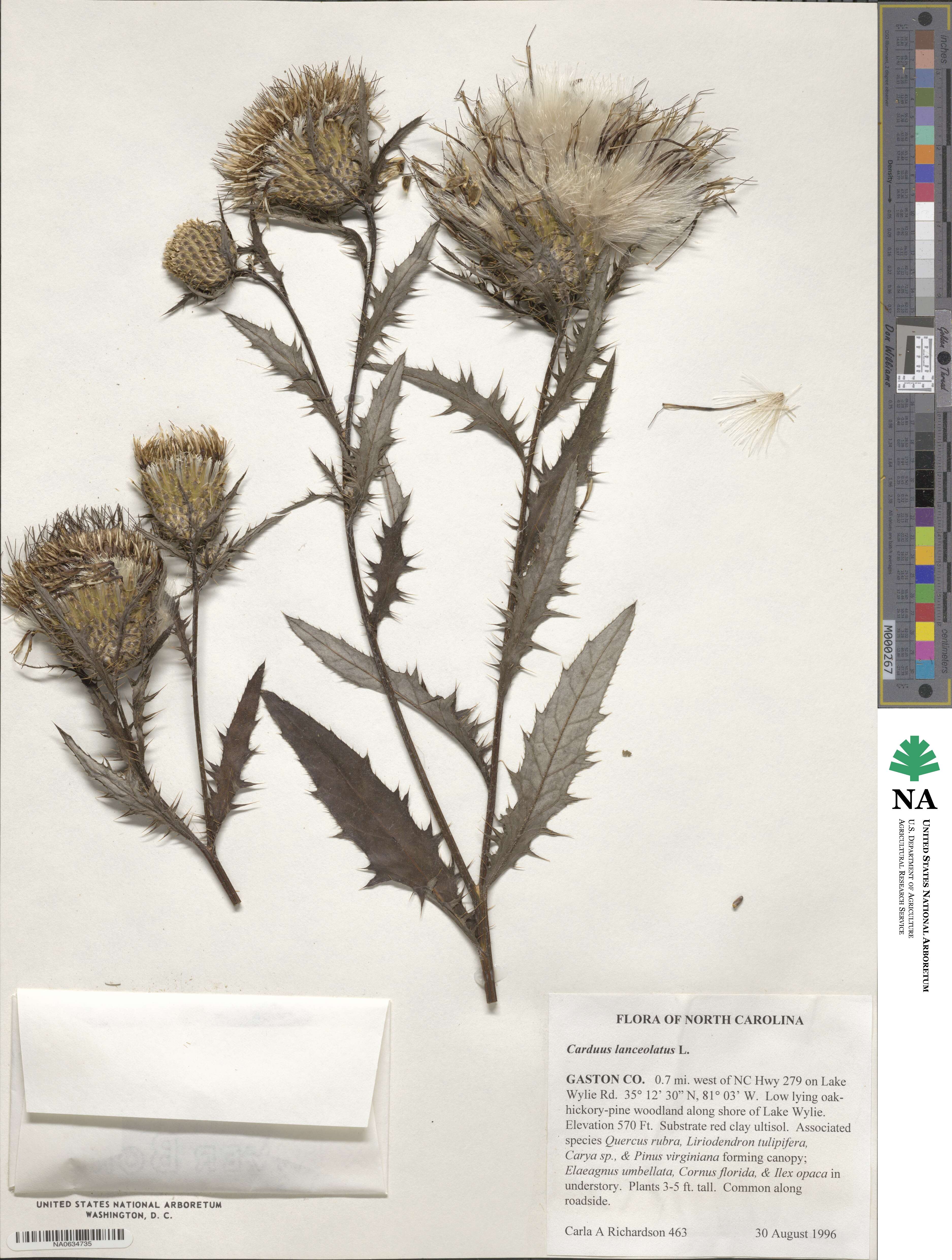 Cirsium vulgare image