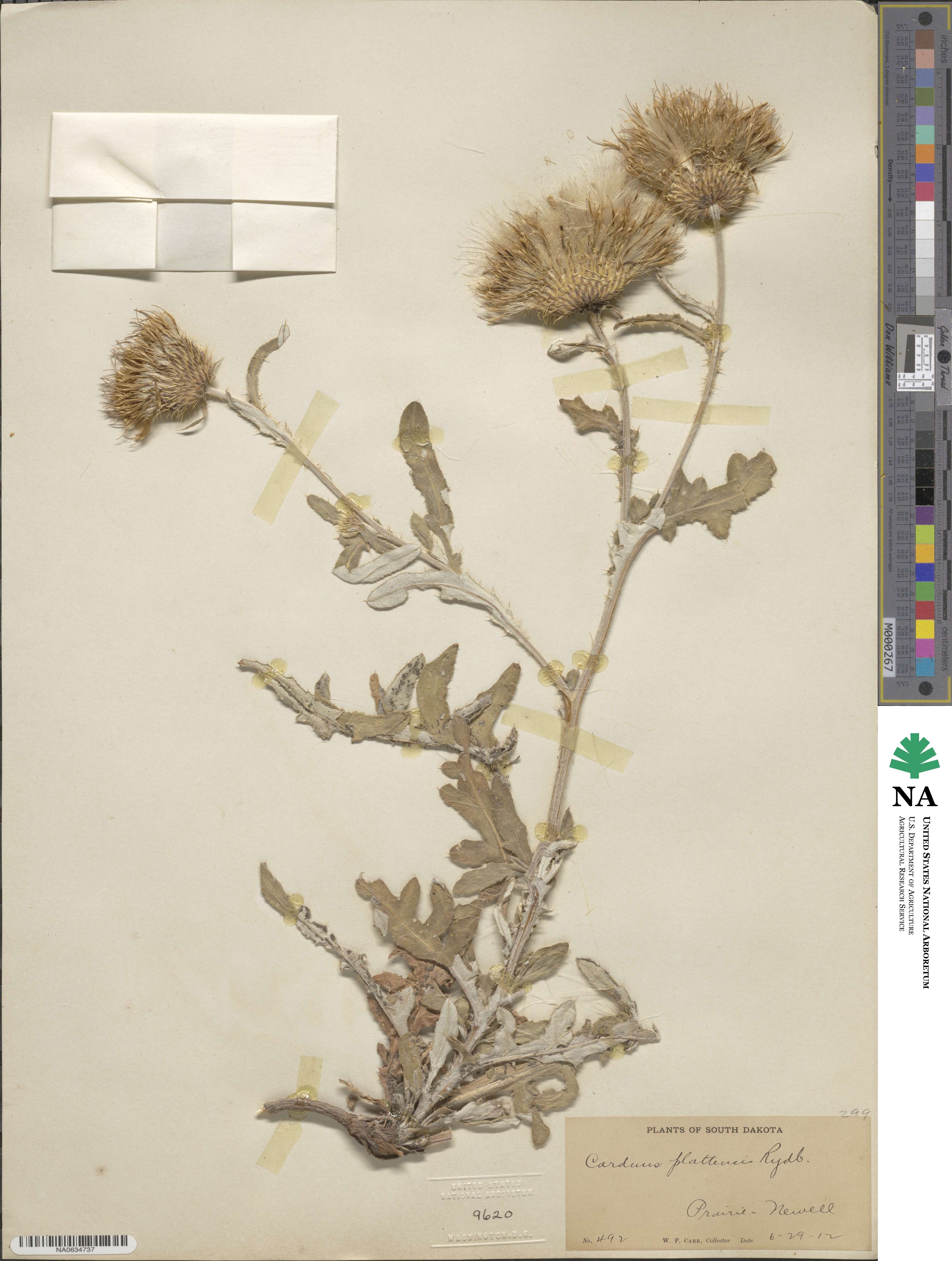 Cirsium canescens image