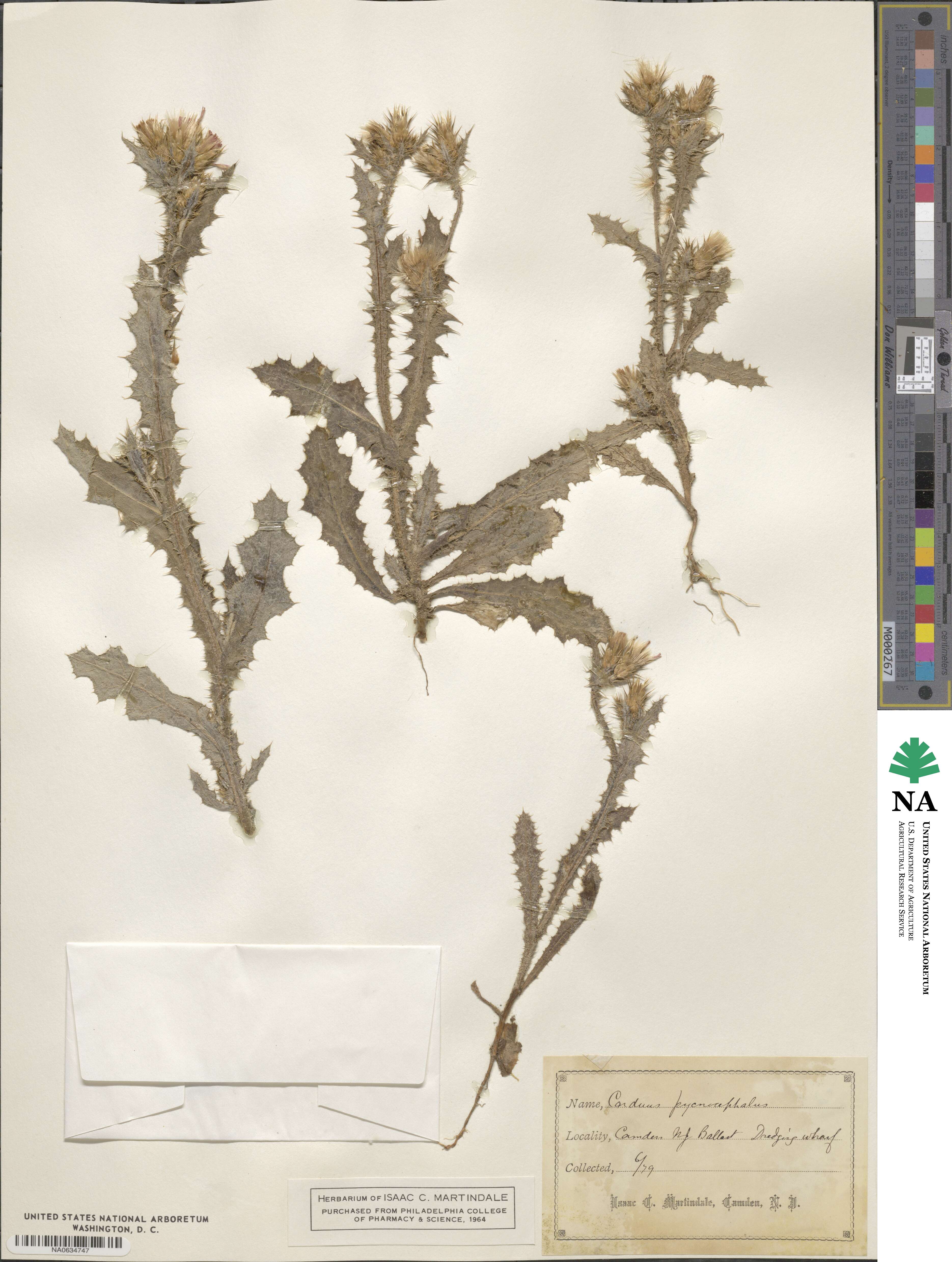 Carduus pycnocephalus image