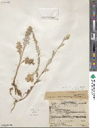 Carduus tenuiflorus image