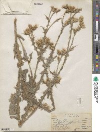 Carduus tenuiflorus image