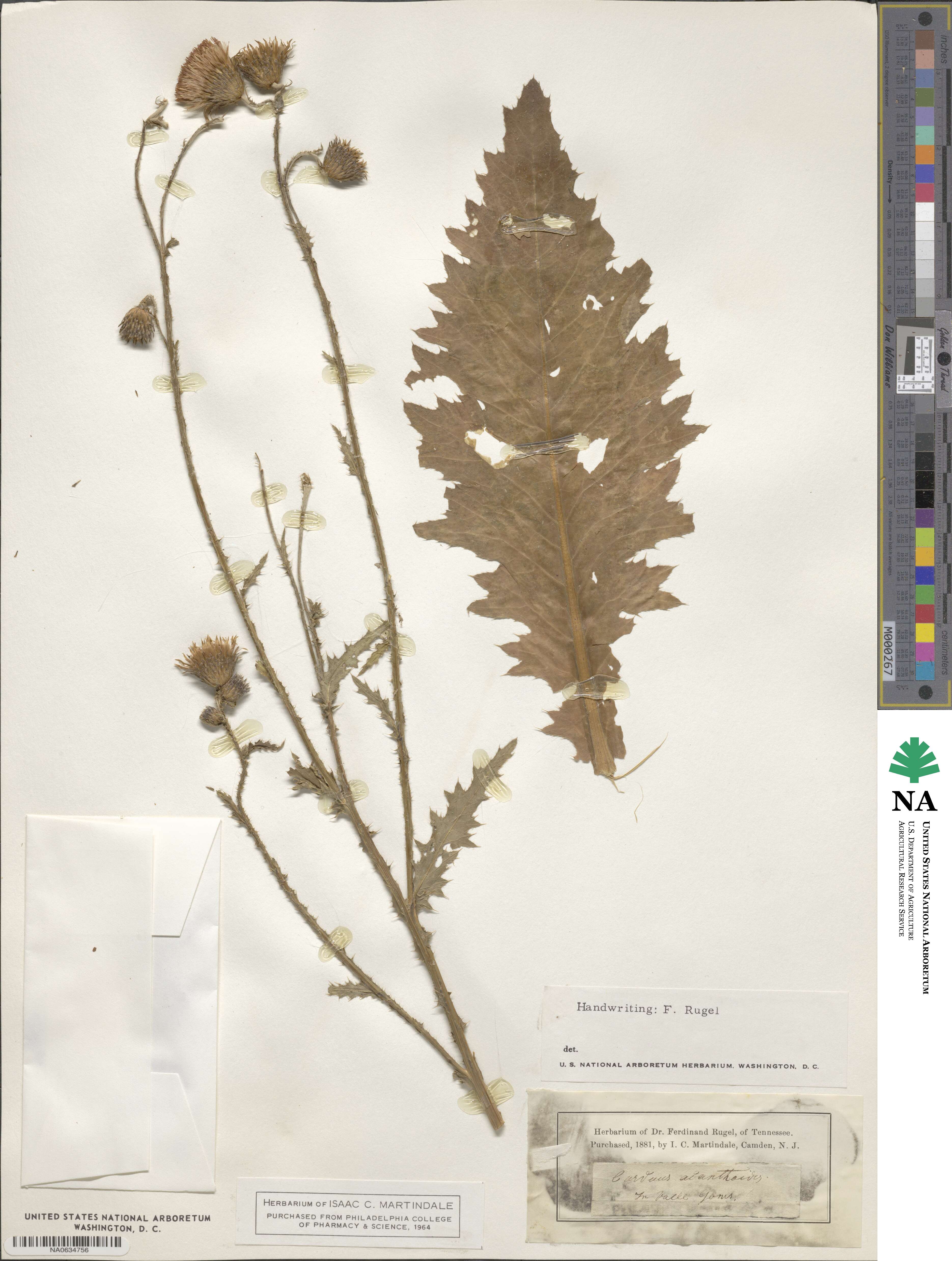 Carduus acanthoides image