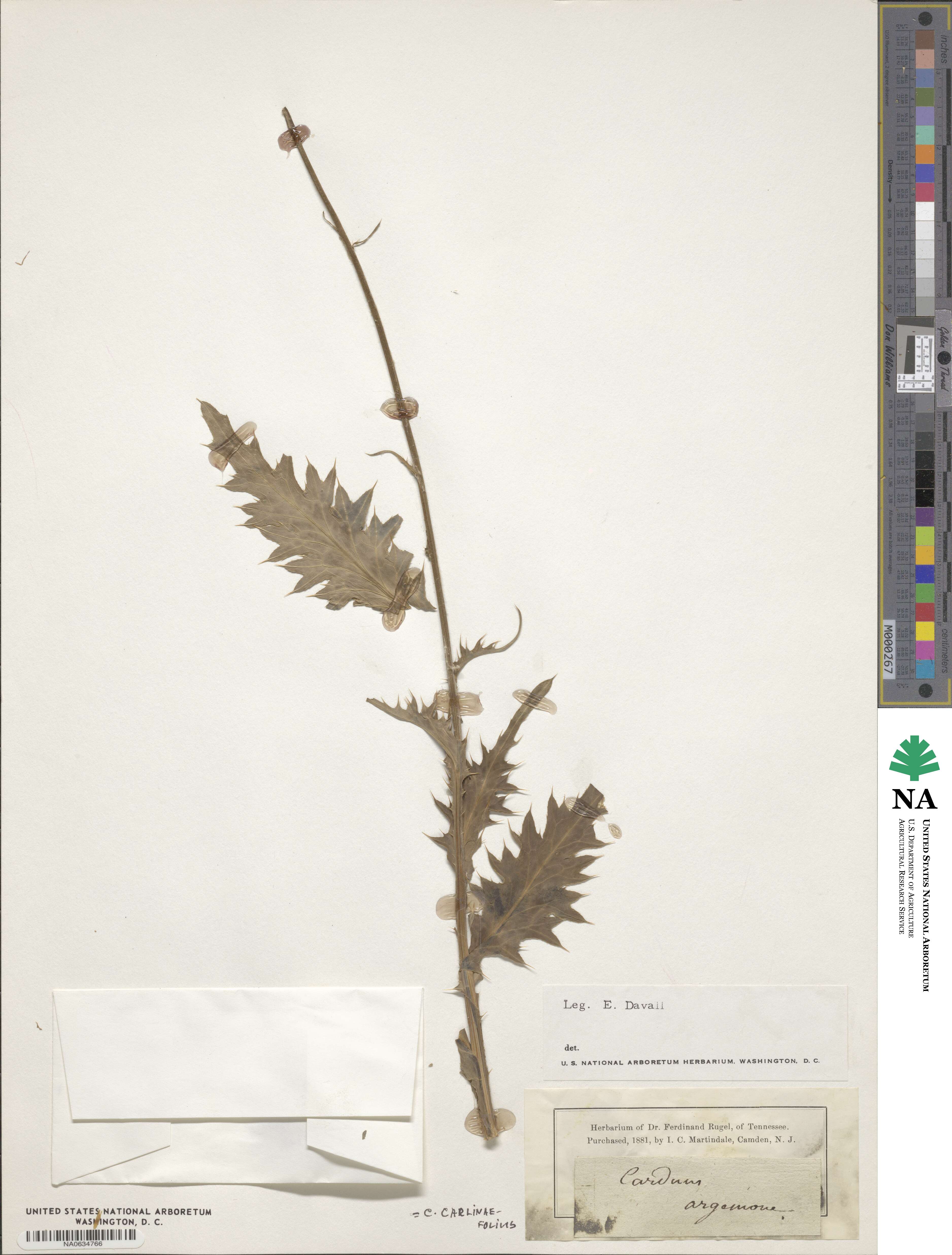 Carduus carlinifolius image