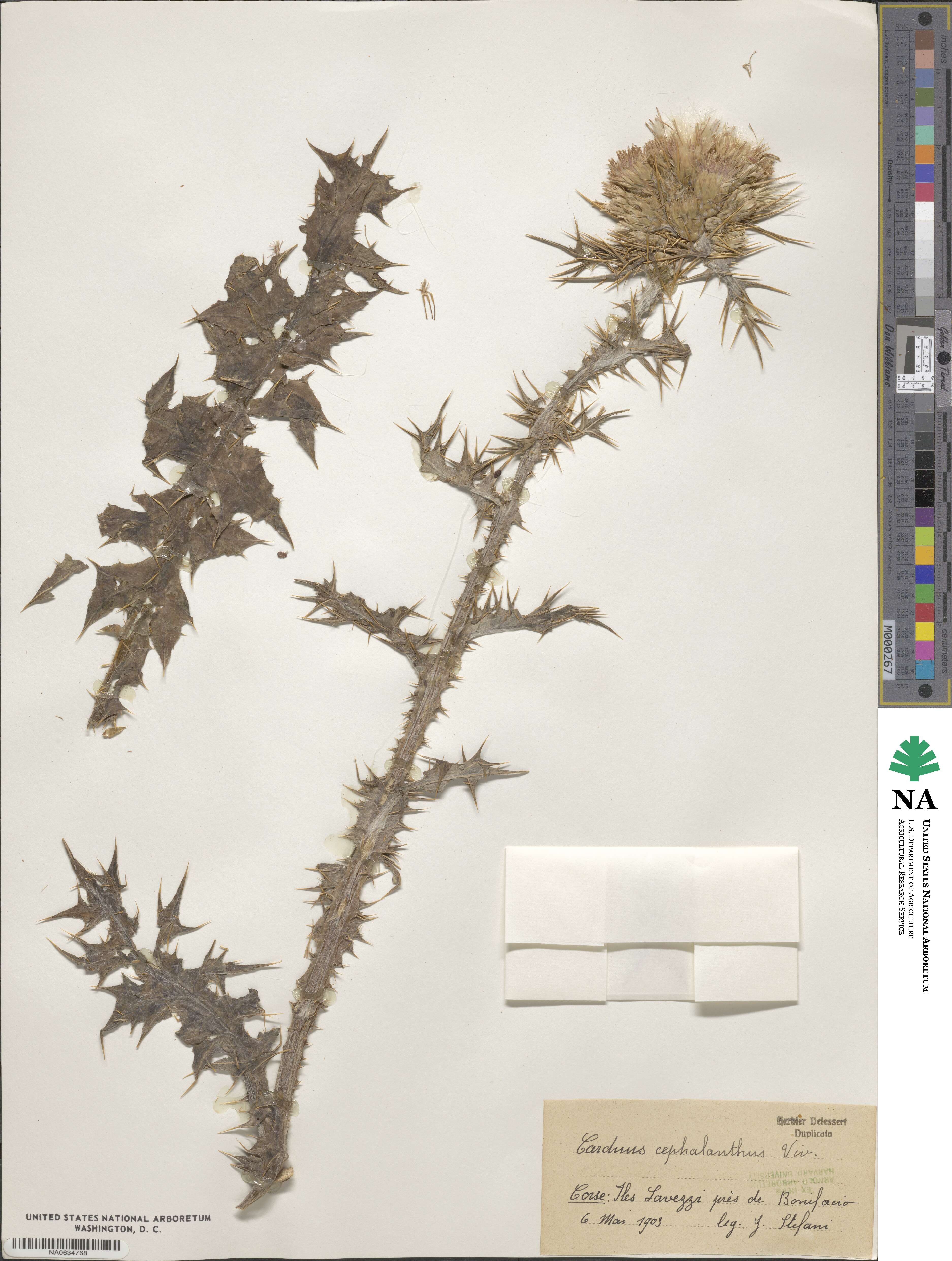 Carduus cephalanthus image