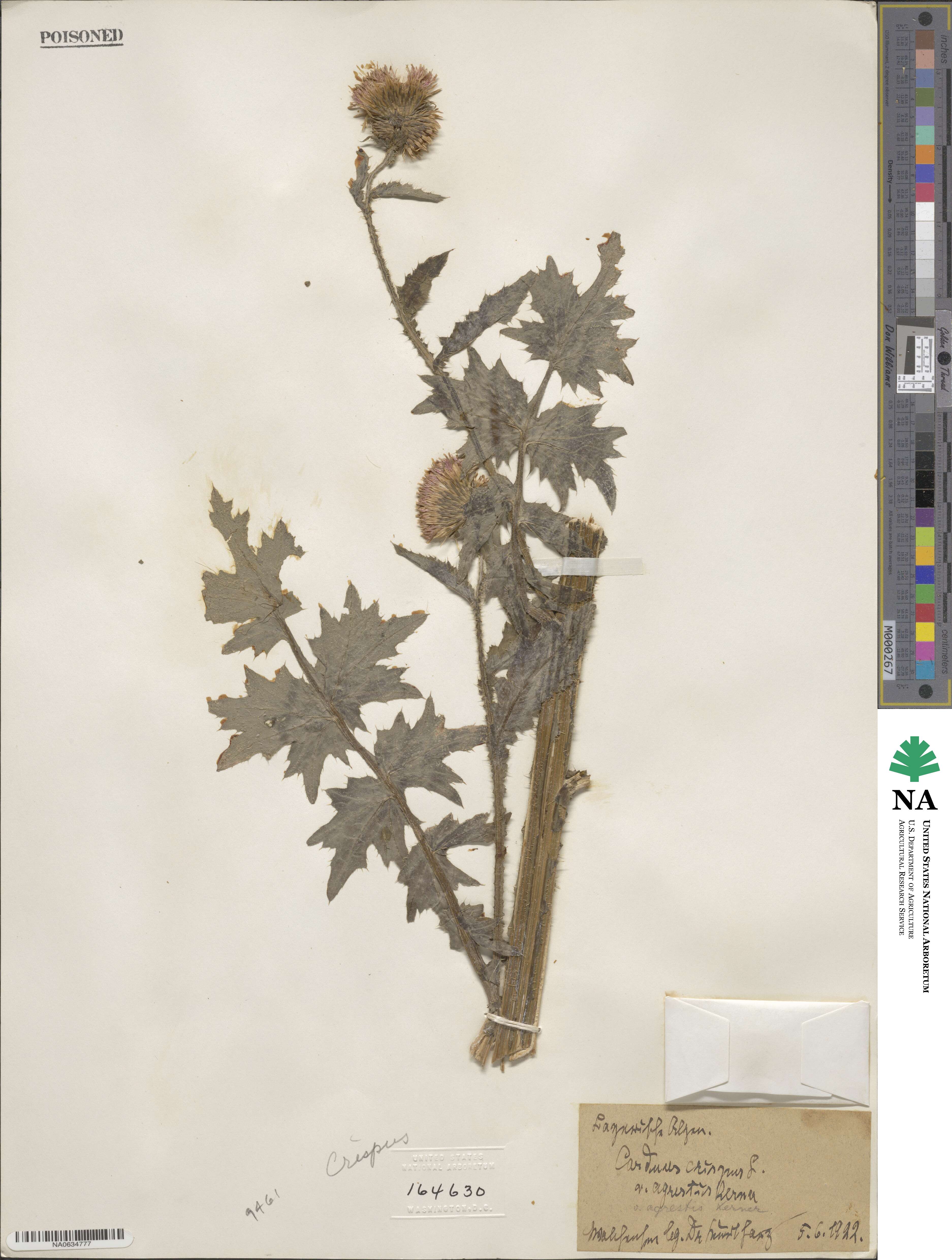 Carduus crispus image