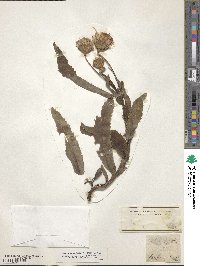 Image of Carduus defloratus