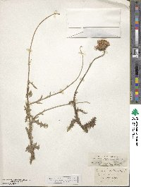 Carduus defloratus image