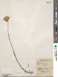 Carduus defloratus image