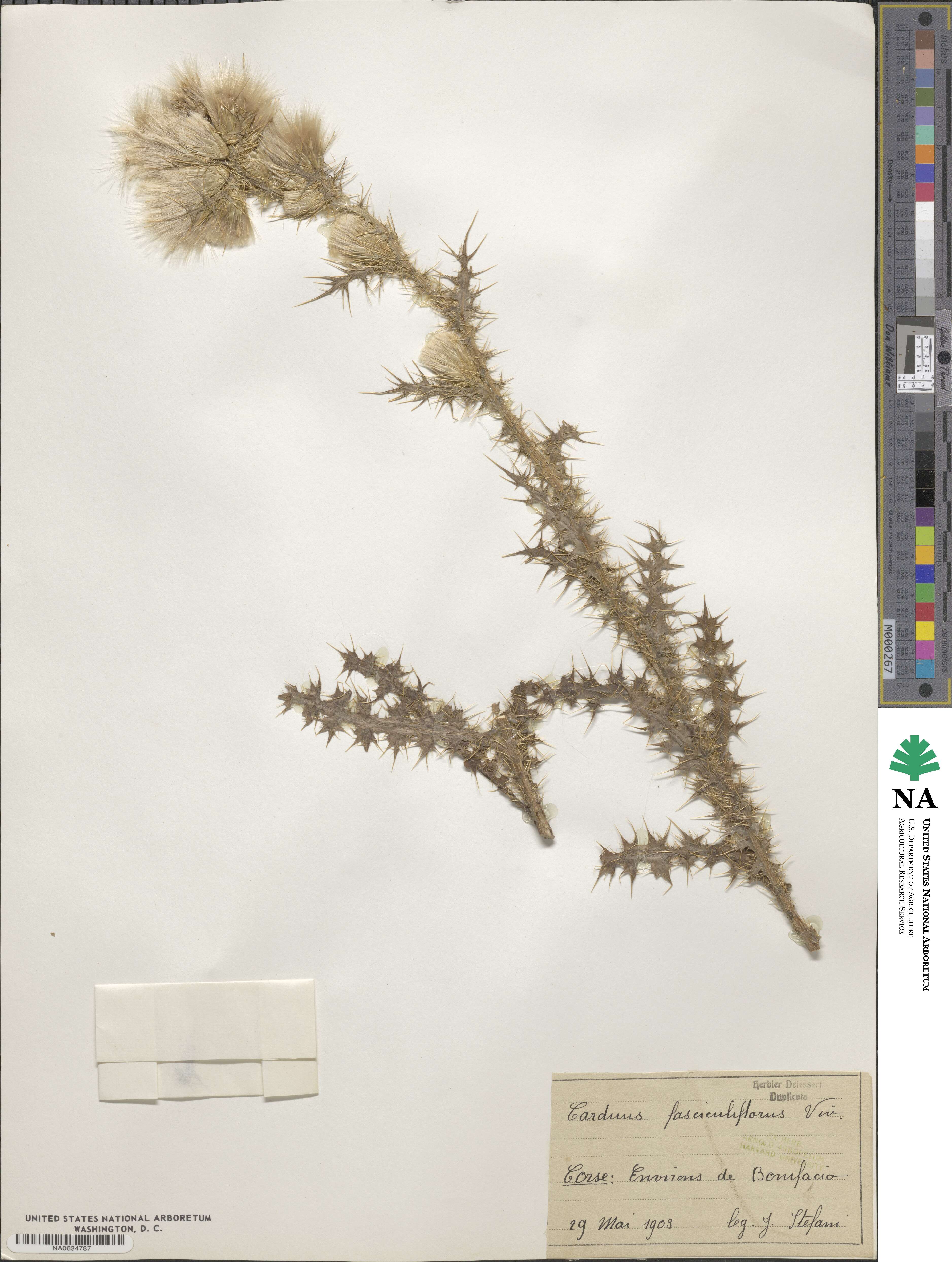 Carduus fasciculiflorus image