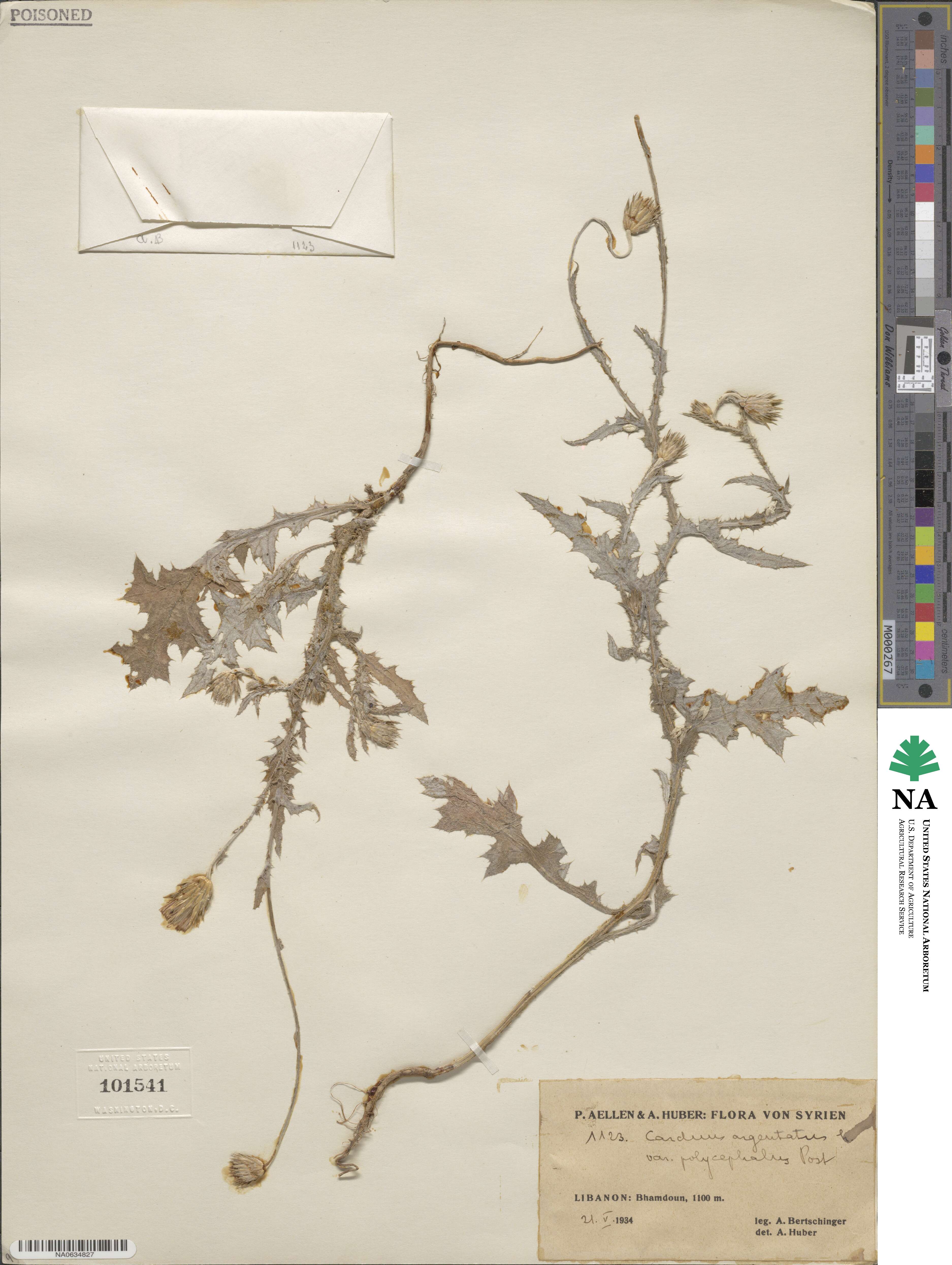 Carduus argentatus image