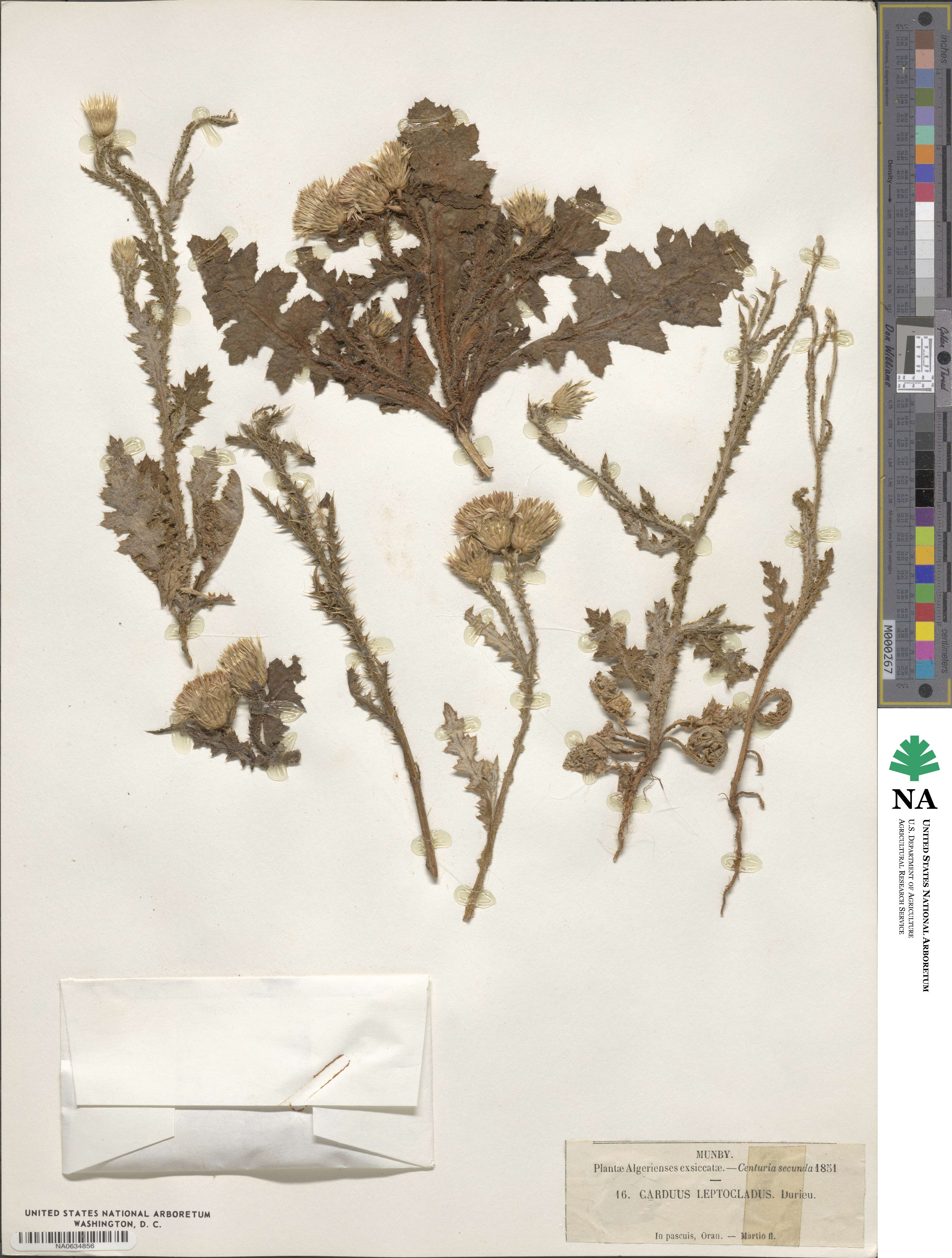 Carduus leptocladus image