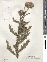 Carduus nutans subsp. nutans image