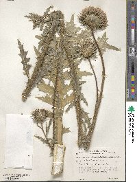 Carduus nutans subsp. nutans image