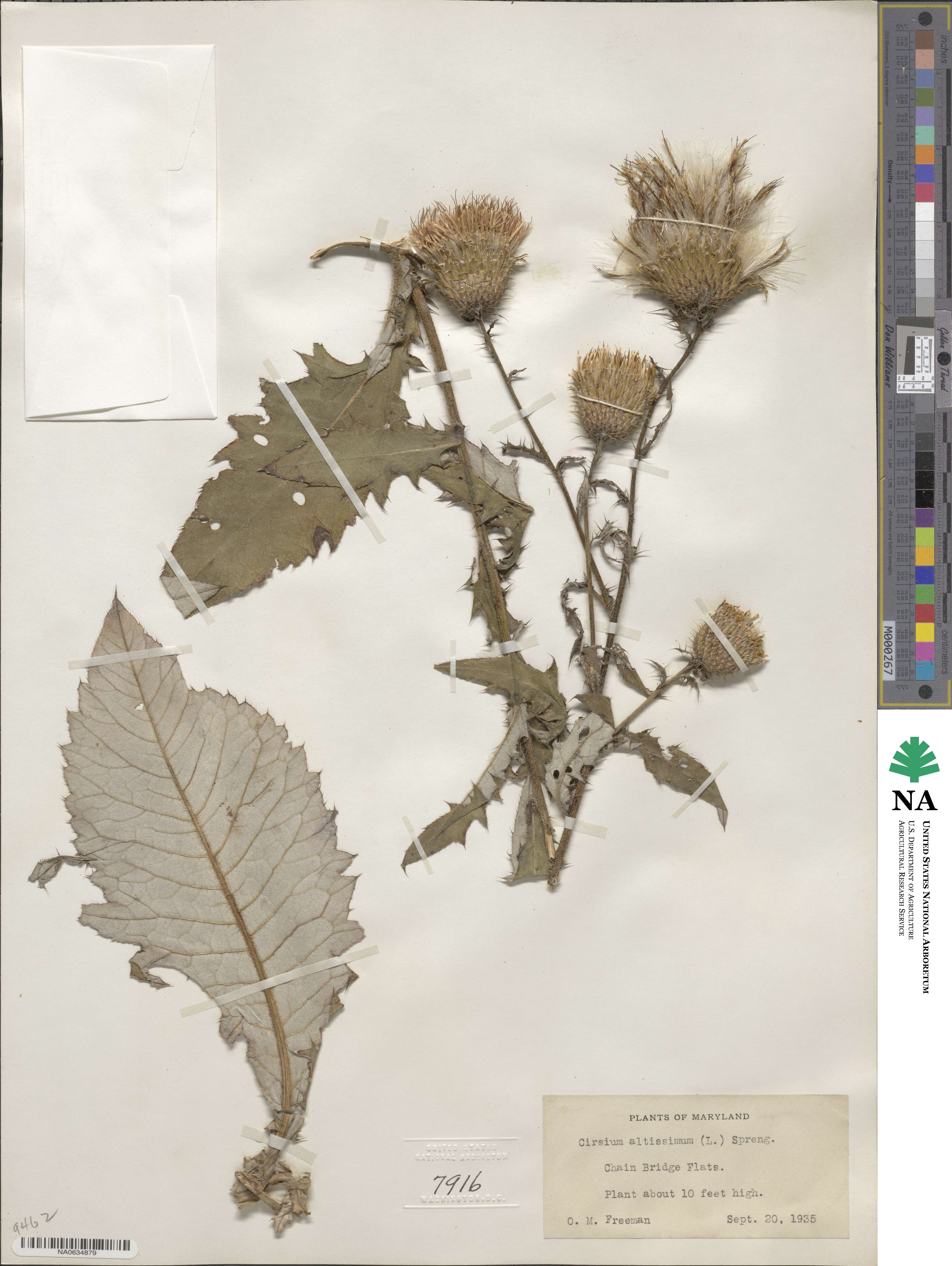 Cirsium altissimum image