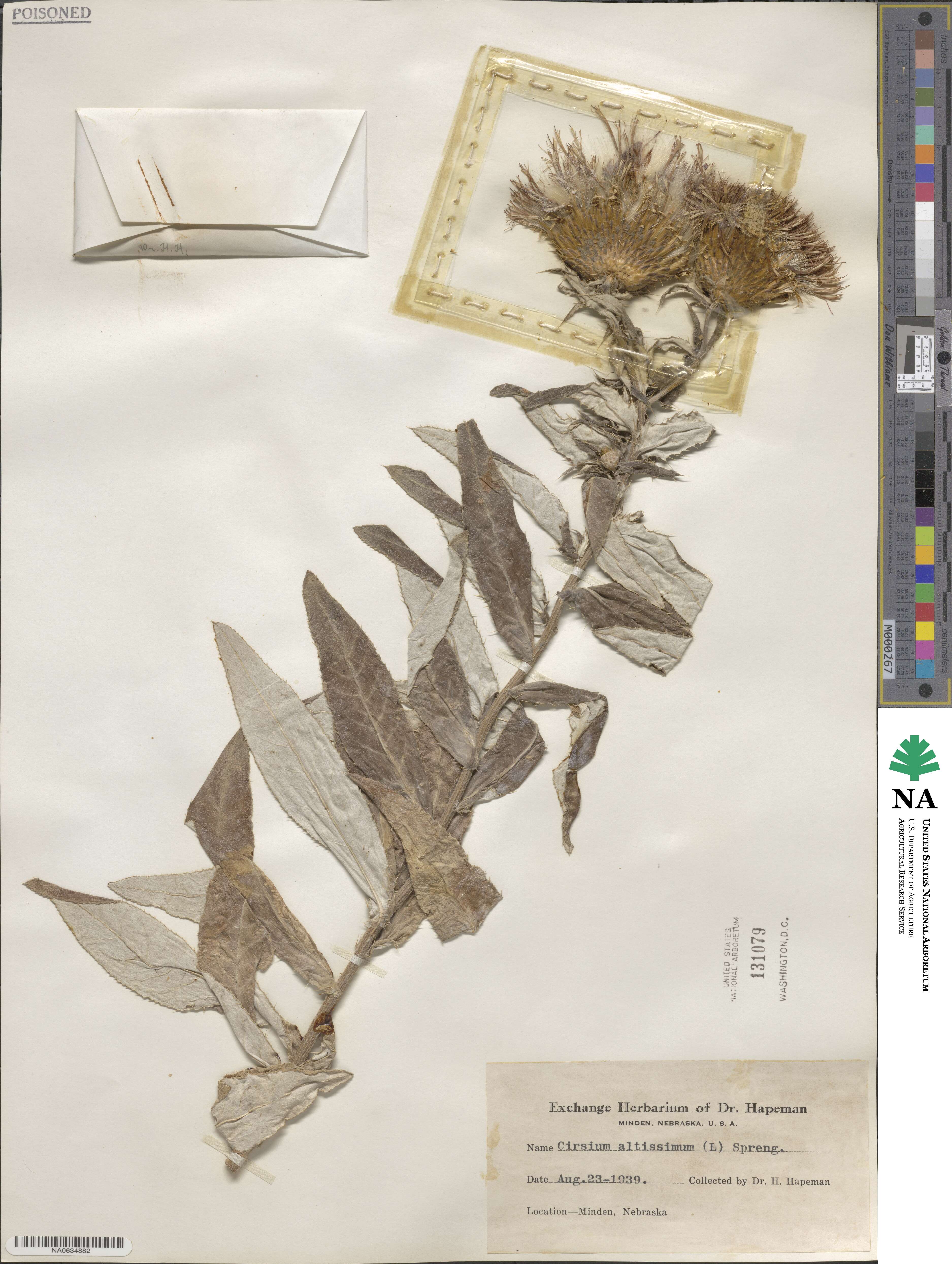 Cirsium image