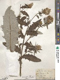 Cirsium altissimum image