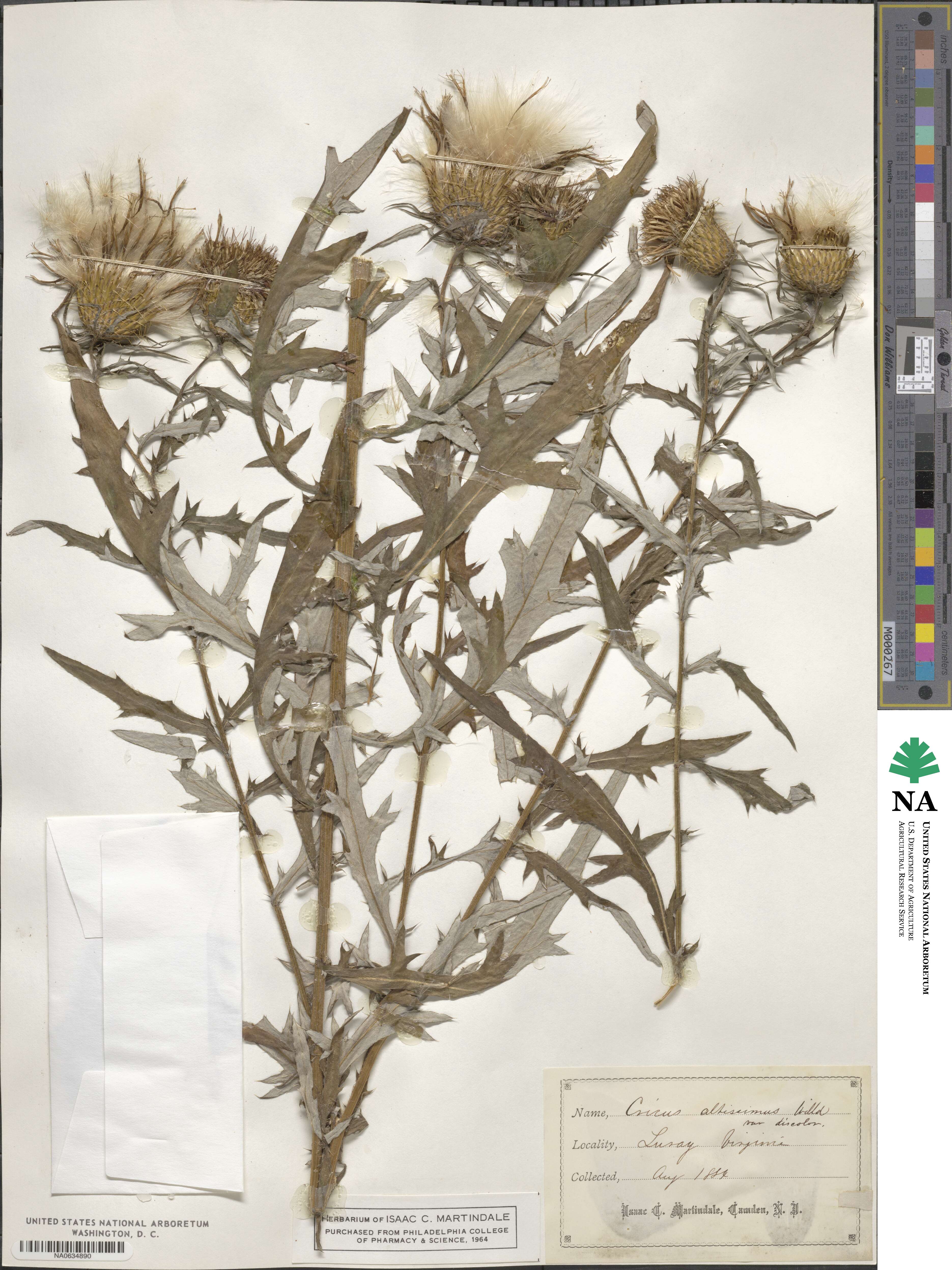 Cirsium altissimum image