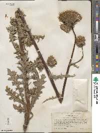 Cirsium andersonii image