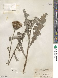 Cirsium andersonii image