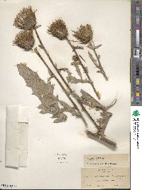 Cirsium andersonii image