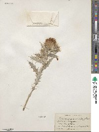 Cirsium arizonicum image