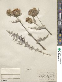 Cirsium arizonicum image