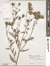 Cirsium arvense image