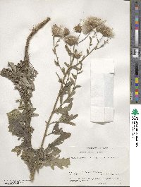 Cirsium arvense image