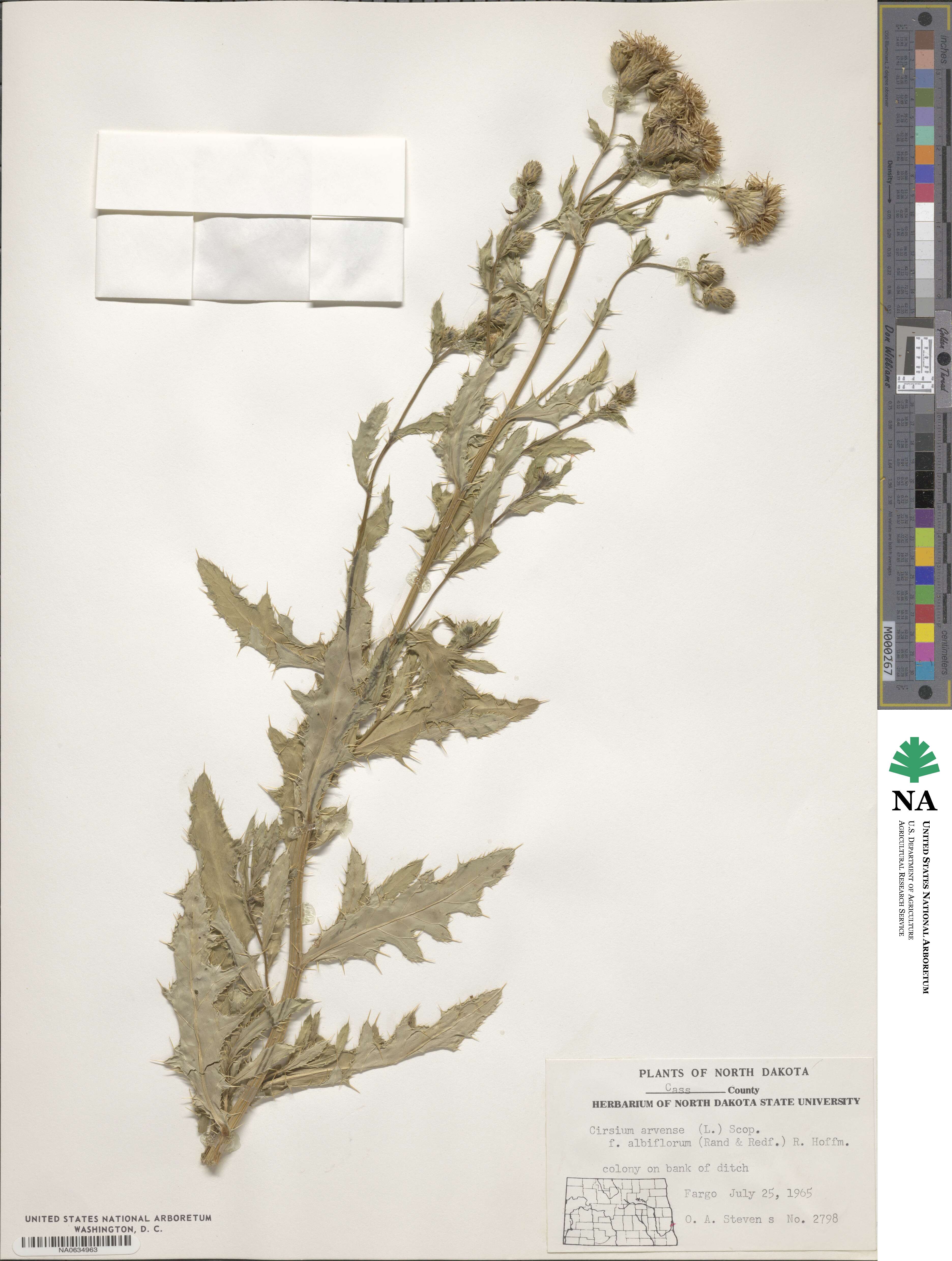 Cirsium arvense var. integrifolium image