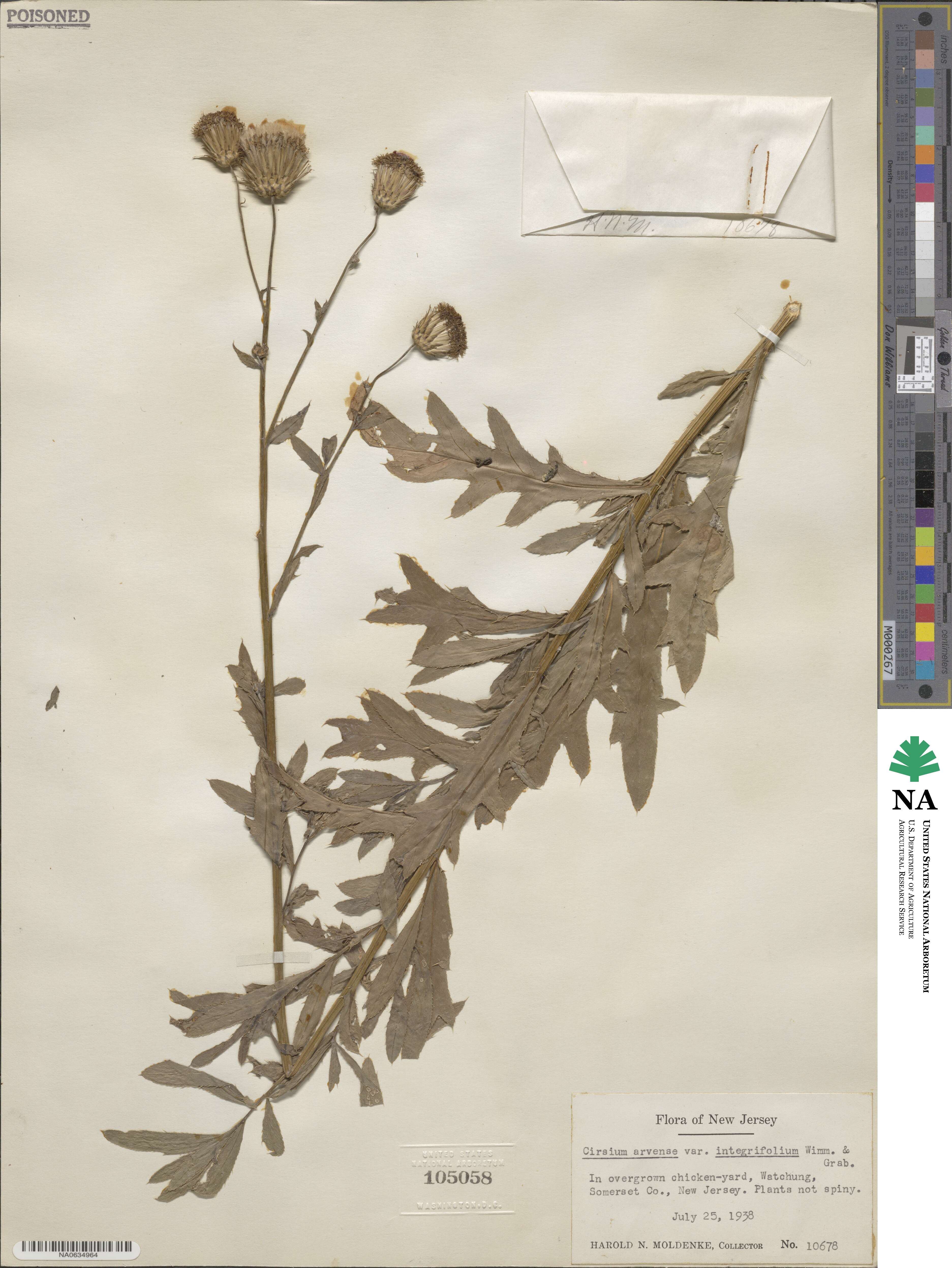 Cirsium arvense image