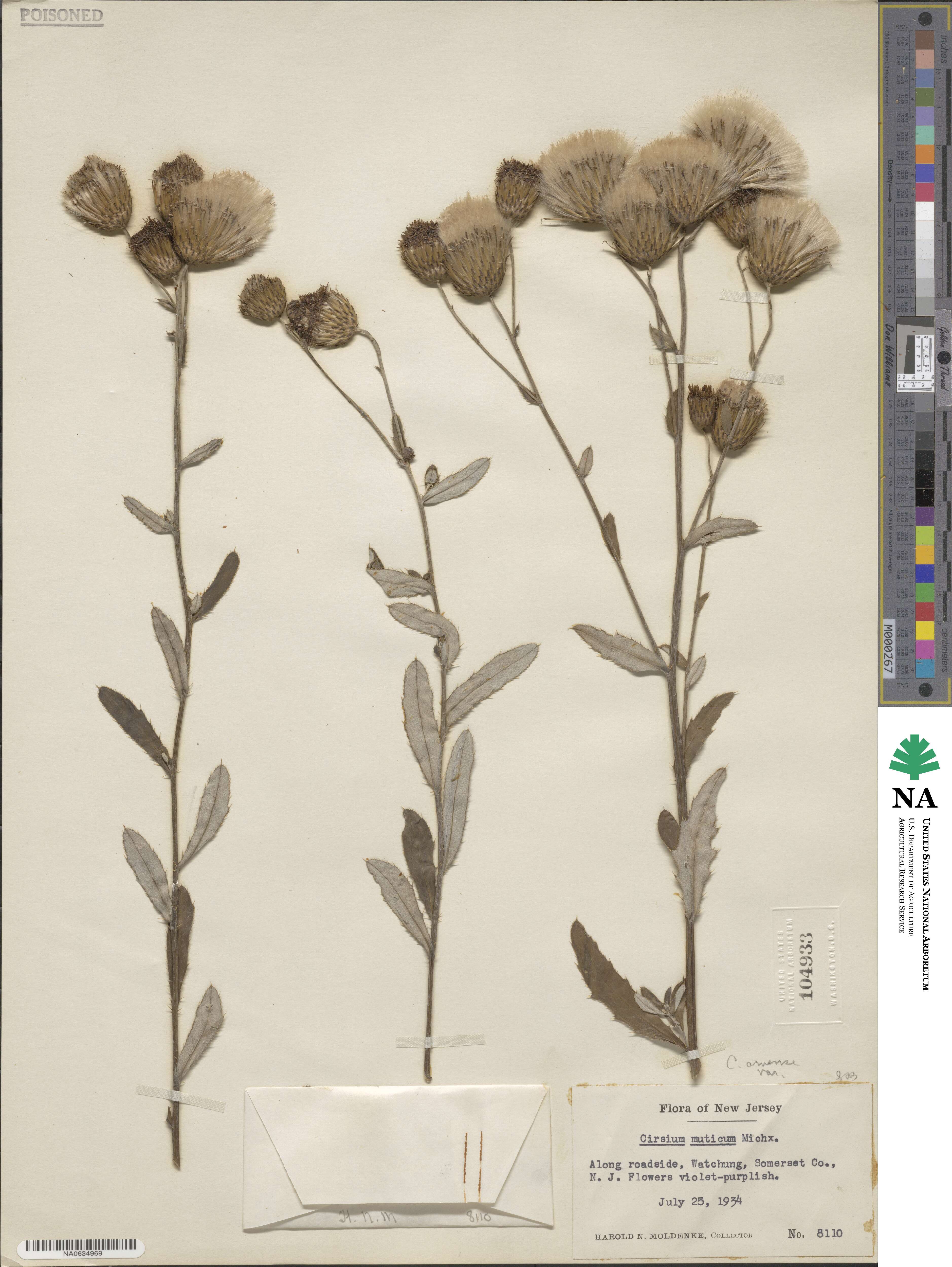 Cirsium arvense var. integrifolium image