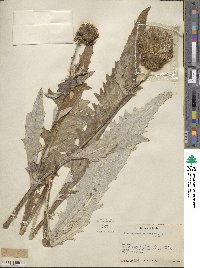 Cirsium brevifolium image