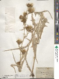 Cirsium douglasii var. breweri image