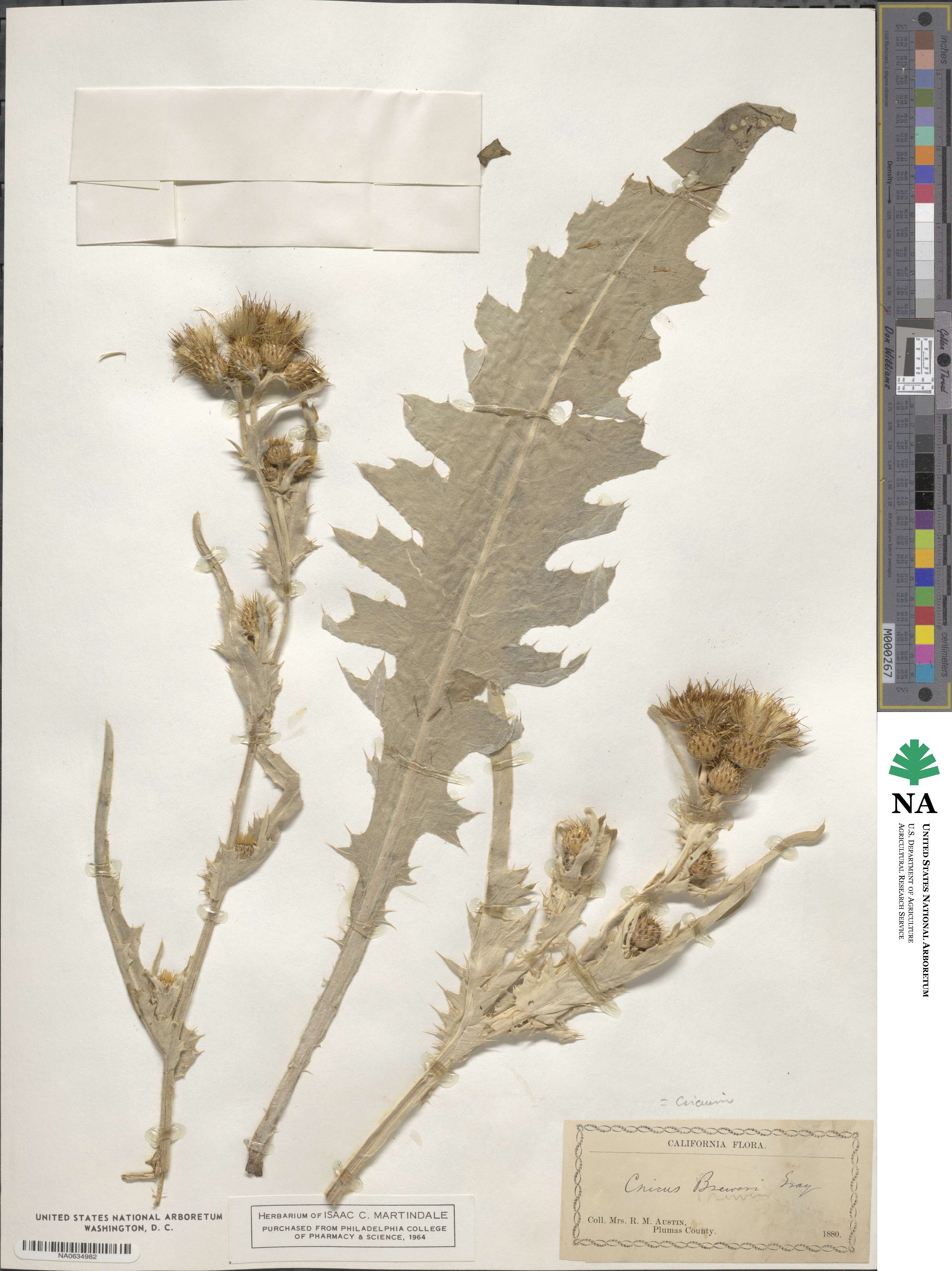 Cirsium douglasii var. breweri image